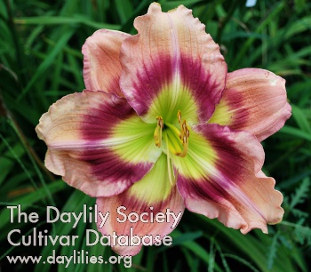 Daylily Sight for More Eyes